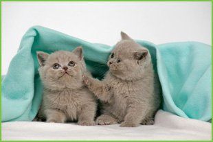 Need a trustworthy kennel or cattery? Call us on 01922 454 023 Two grey kittens, playing under a blanket.