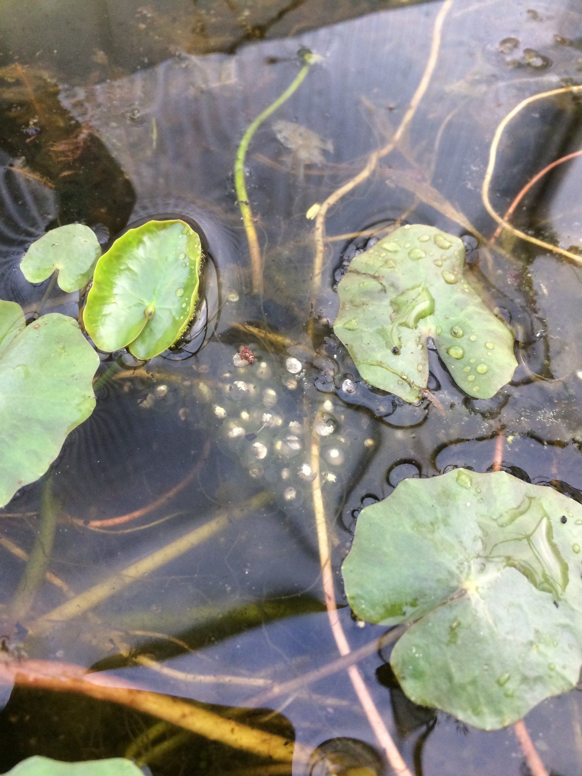 Laich Anhaftung an Pflanzen wenige Tage alt Laubfrosch Laich