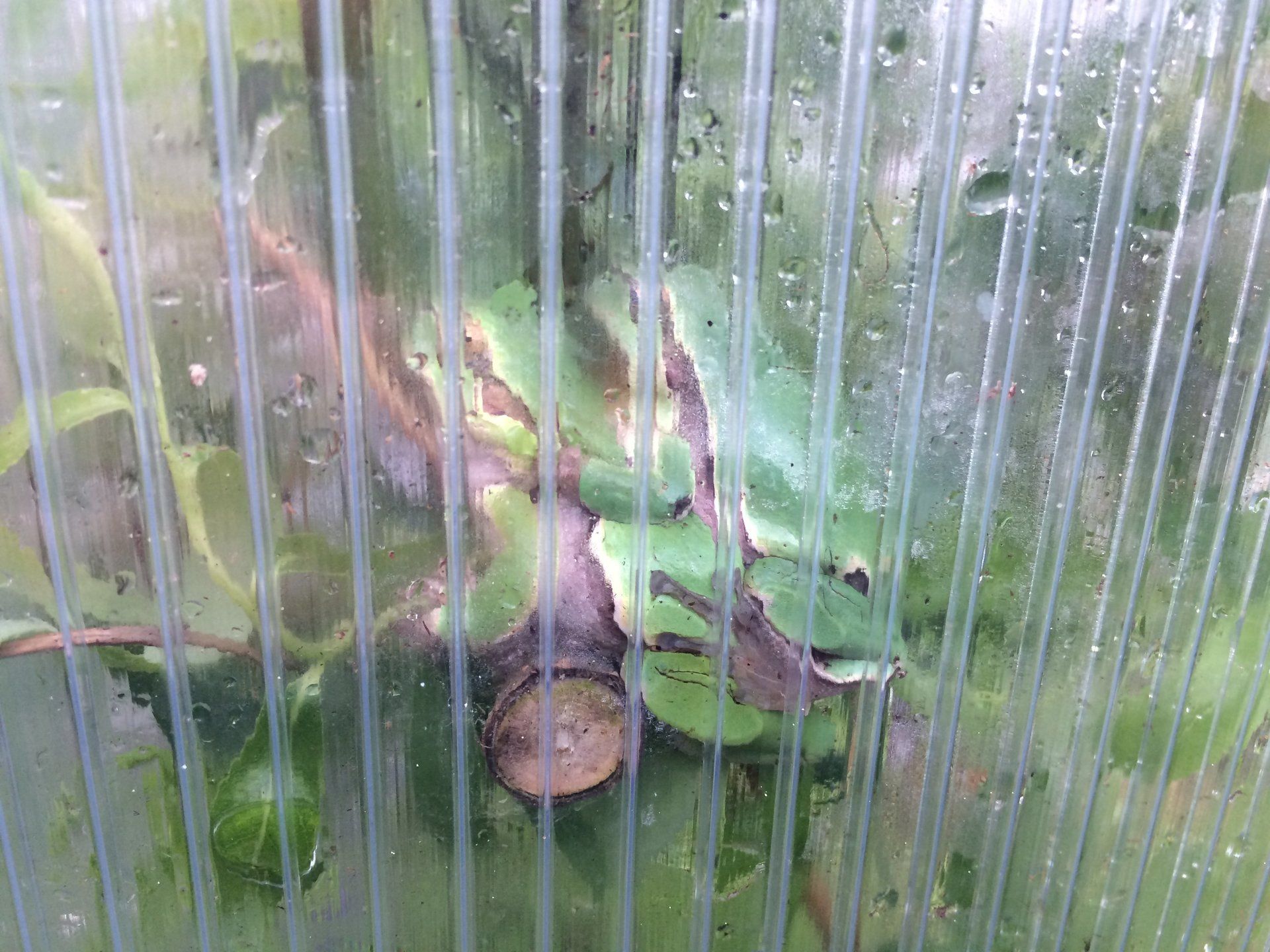 Laubfroschpärchen im Terrarium oberhalb des Wassers in ca. 1 m Höhe Laubfroschpärchen im Terrarium