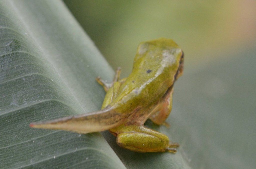Jungfrosch mit Schwanz kurz nach dem Landgang Laubfrosch, Jungfrosch mit Schwanz