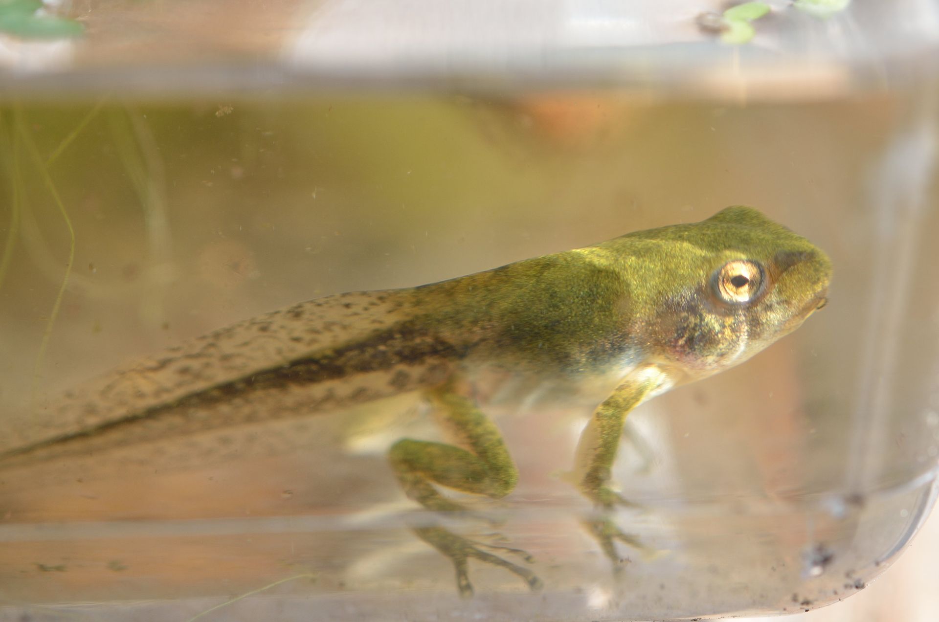Laubfrosch Kaulquappe kurz vor dem Landgang