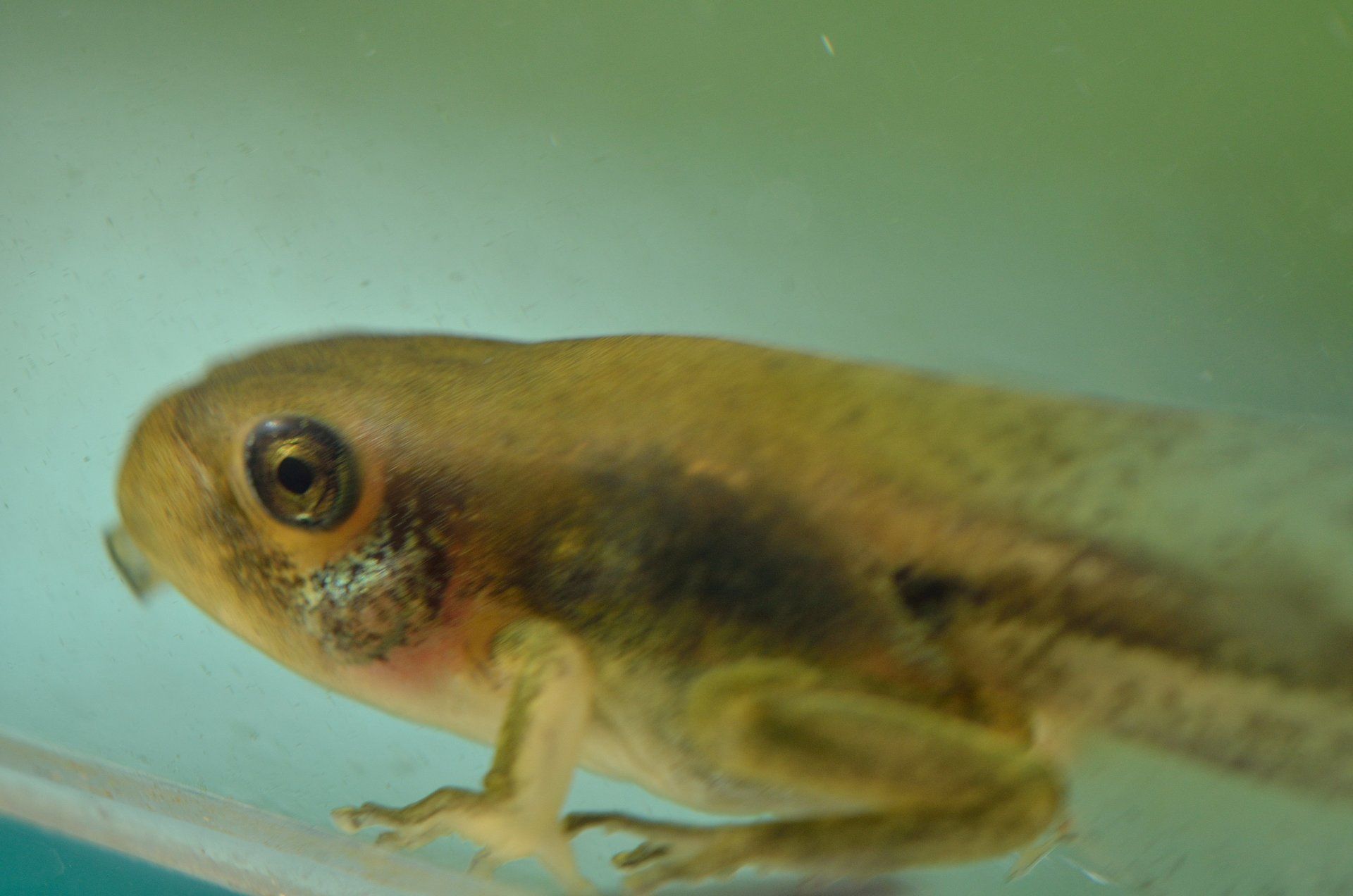 Laubfrosch Kaulquappe