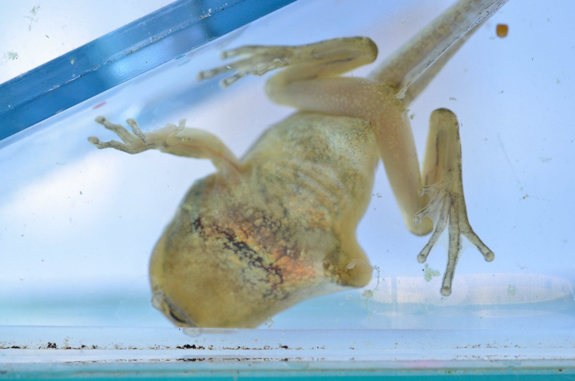 Laubfrosch Kaulquappe