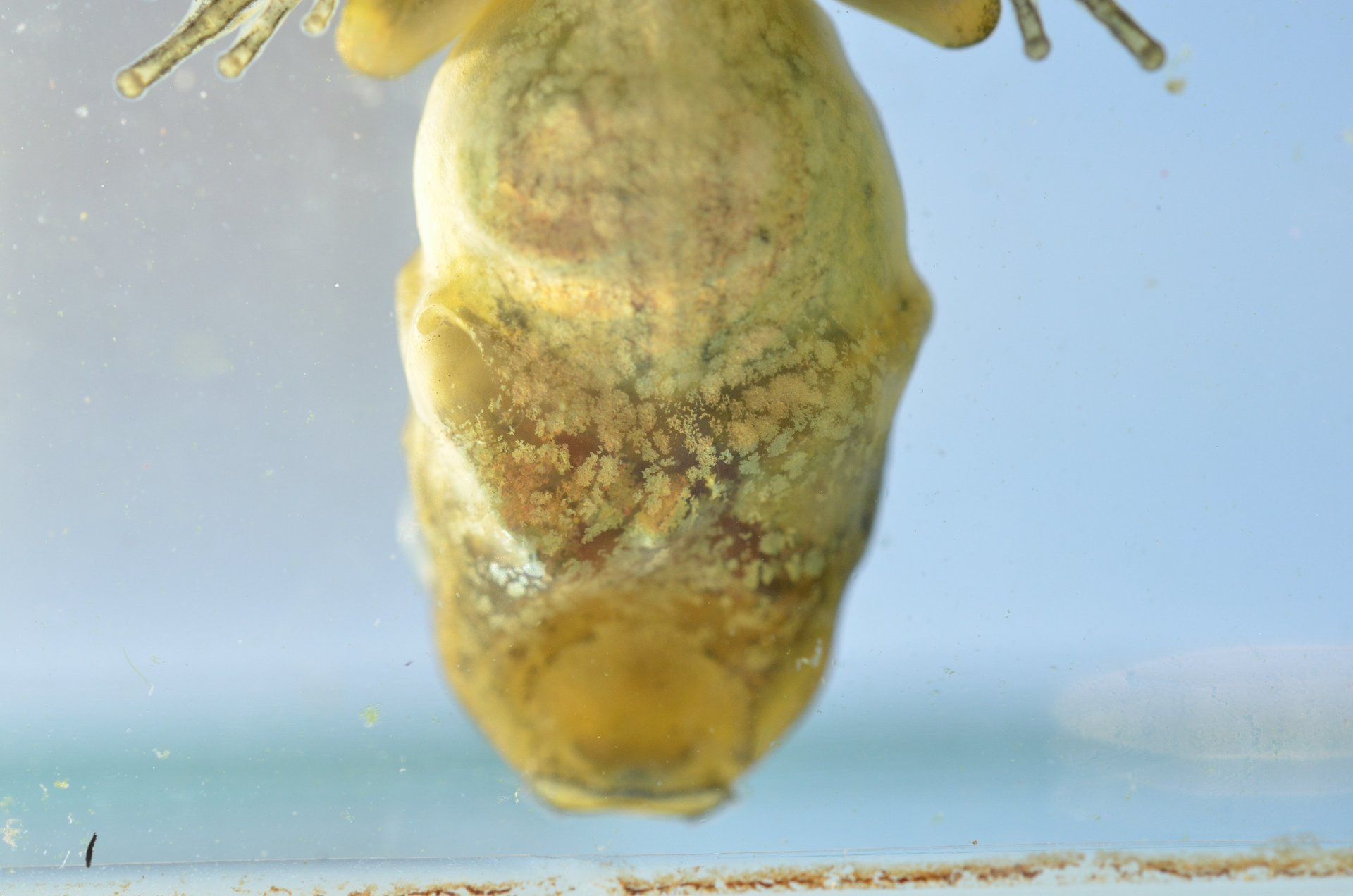 Laubfrosch Kaulquappe