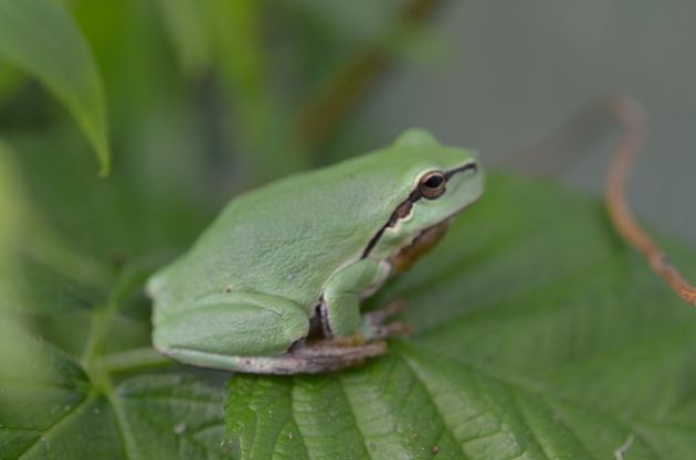Laubfrosch sitzt auf Brommbeerblatt in der Sonne