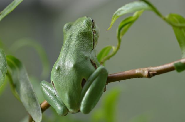 Laubfrosch Hyla arborea