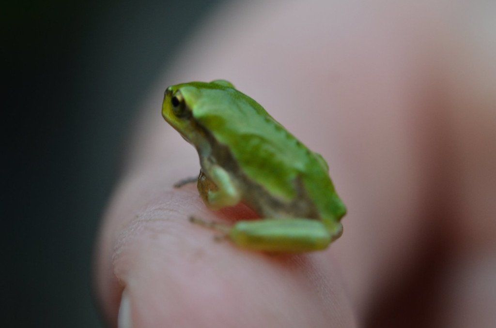 Jungfrosch wenige Tage alt Laubfrosch Jungfrosch
