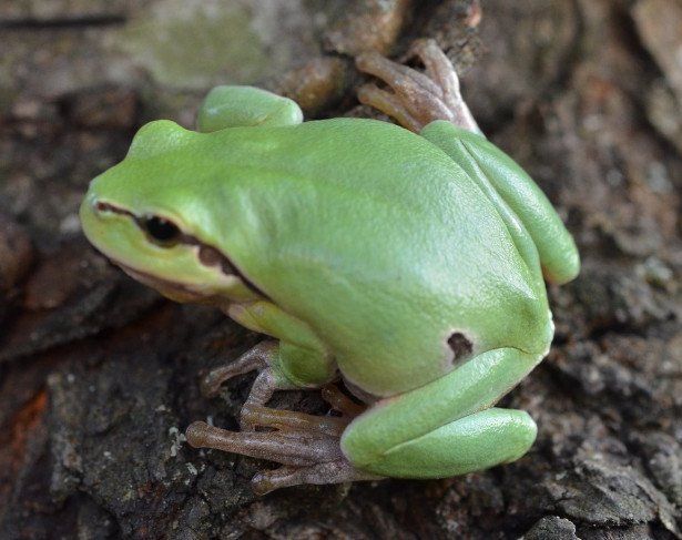 Klettern am Baumstamm Laubfrosch Hyla arborea