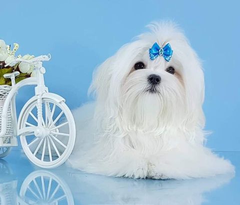 bichon maltes mini toy en Nuevo Leon