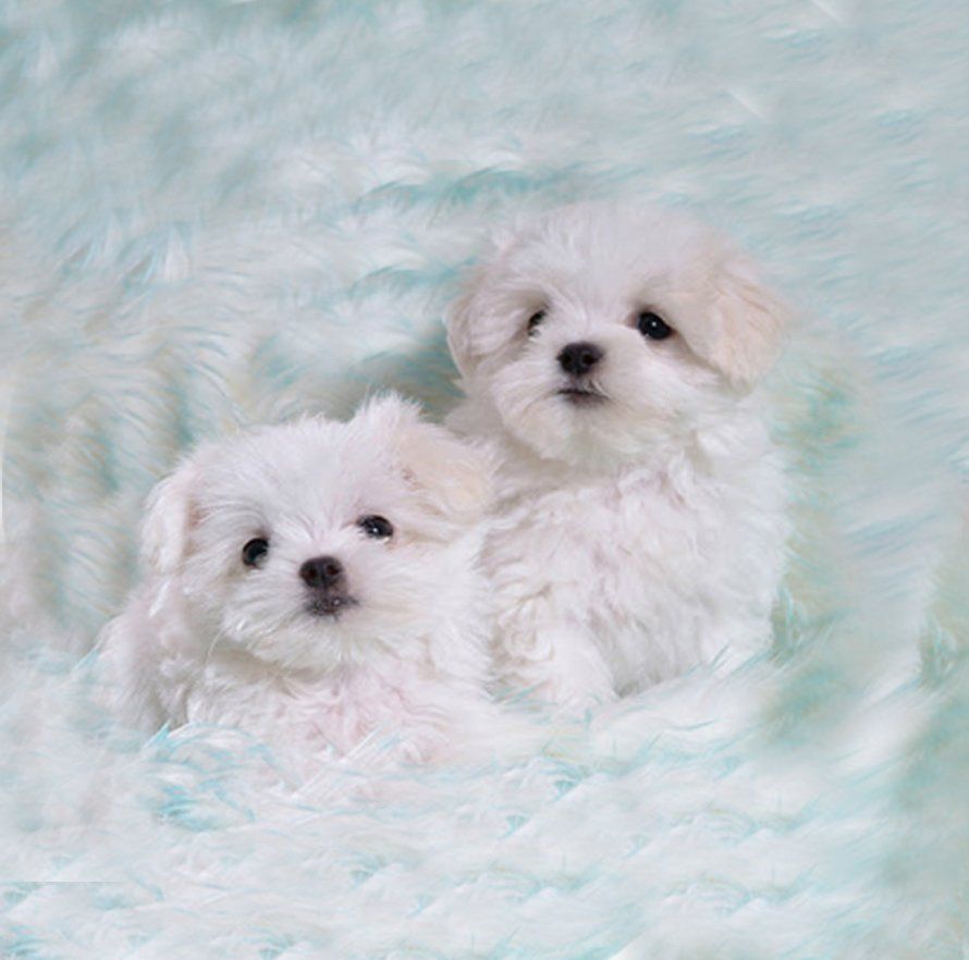 cachorros maltes en venta
