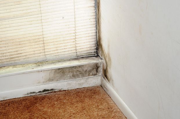 Molding Wall After Flood — Florida — Air Duct Aseptics Molding Wall After Flood — Florida — Air Duct Aseptics