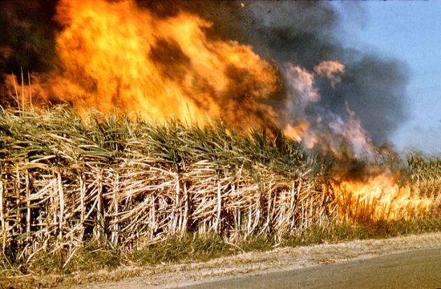 Grass Fire — Florida — Air Duct Aseptics
