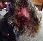 Pippin's Ears Before  — animal care sydney in Castle Hill, NSW