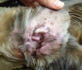 Pippin's Ears After  — animal care sydney in Castle Hill, NSW