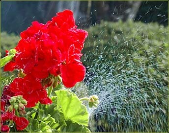 Red Beautiful Flowers - Sprinkler Company in Oregon City, OR Red Beautiful Flowers - Sprinkler Company in Oregon City, OR