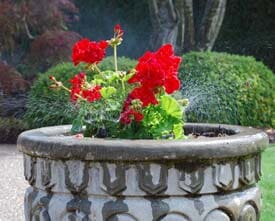 Red Roses - Sprinkler Service in Oregon City, OR Red Roses - Sprinkler Service in Oregon City, OR