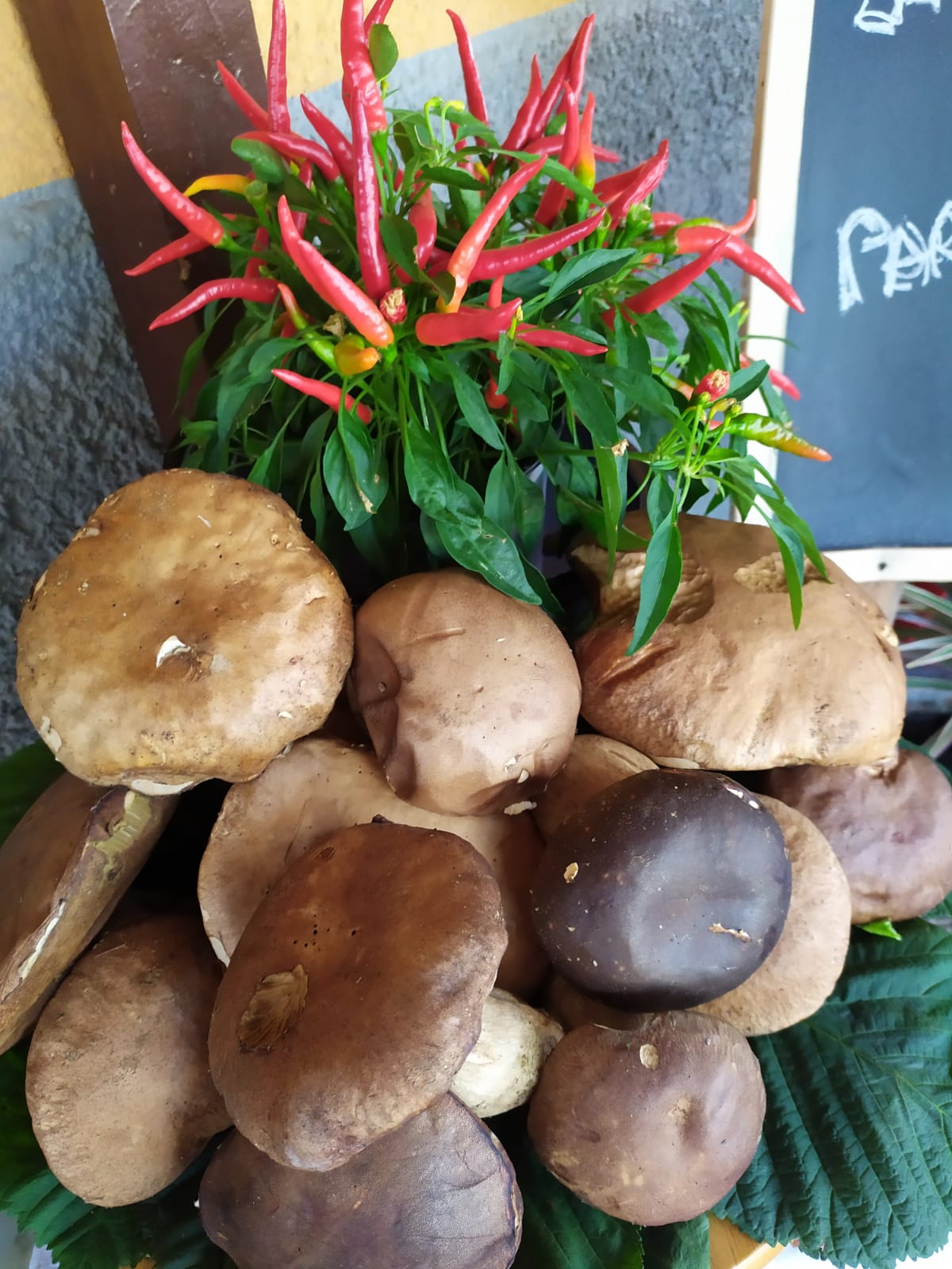 Funghi freschi