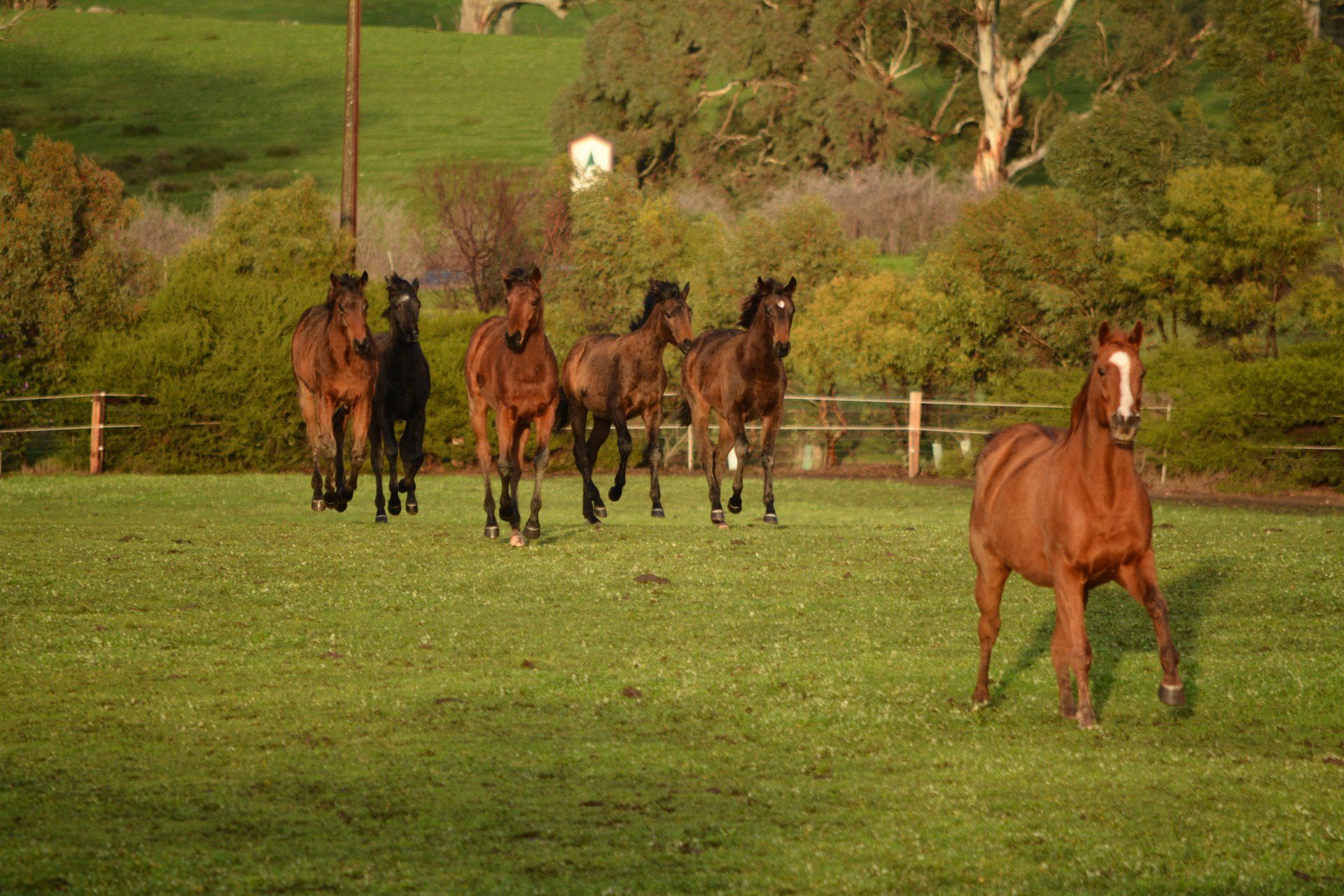 Tosca Farm