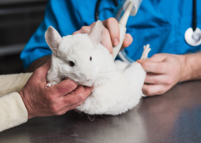 Veterinarian — Chinchilla in Ultrasound Examination in Claremont, CA Veterinarian — Chinchilla in Ultrasound Examination in Claremont, CA