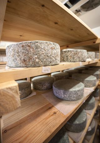 The cheese is placed into a cold room and left to mature for different lengths of time, this intensifies the flavour of the cheese. Ponsanooth, Cornwall. 13.10.15