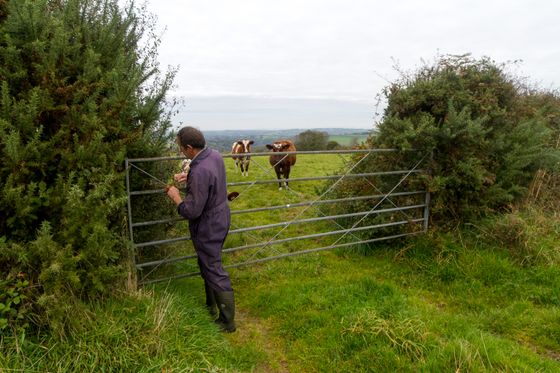 Having been a farmer for many years, Trevor Howe attends to and milks his cows daily. Ponsanooth, Cornwall. 19.10.15
