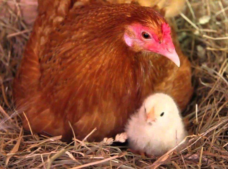 Image of brown chicken with just hatched chicken
