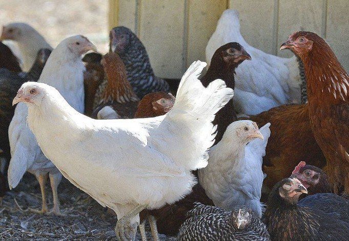 Chicken and Bird feed