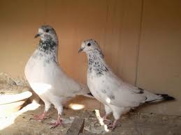 Image of white and grey pigeons