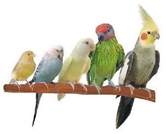 Image of variety of small birds