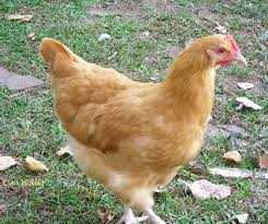 Image of brown chicken