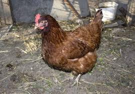 Image of brown hen