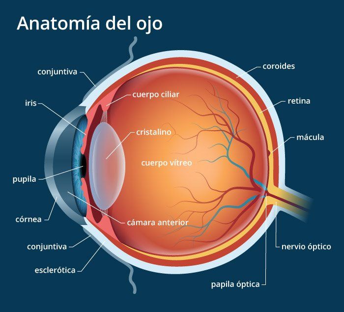 Conoce la anatomía del ojo