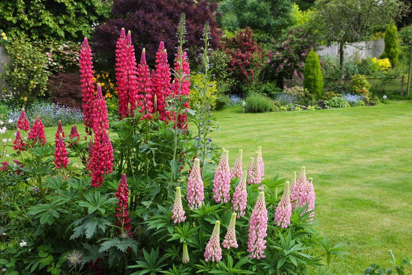 garden landscaping