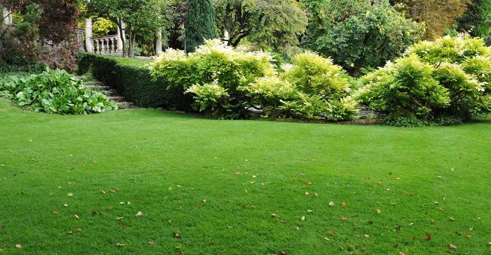 green grass