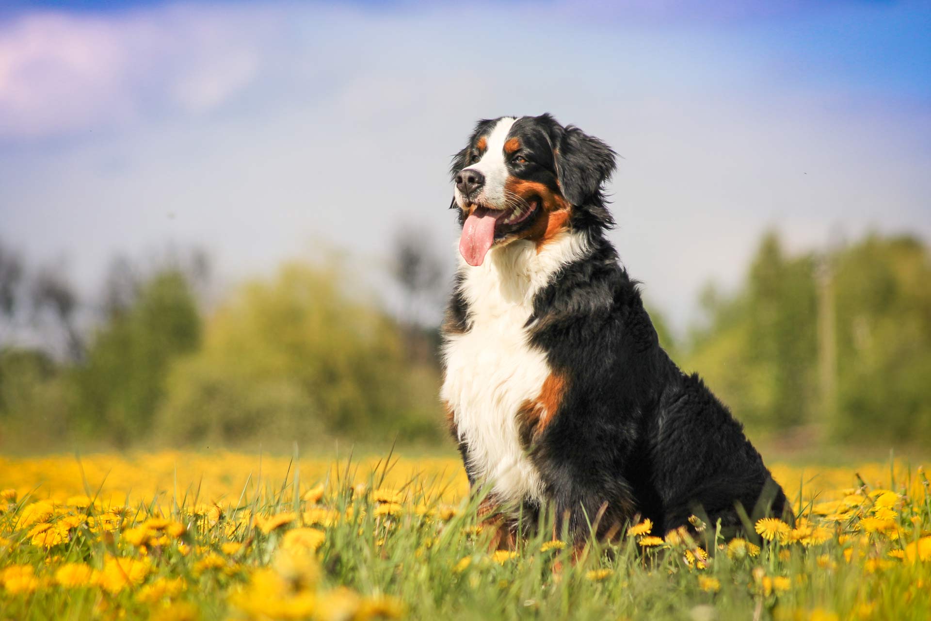 dog sitting in the garden