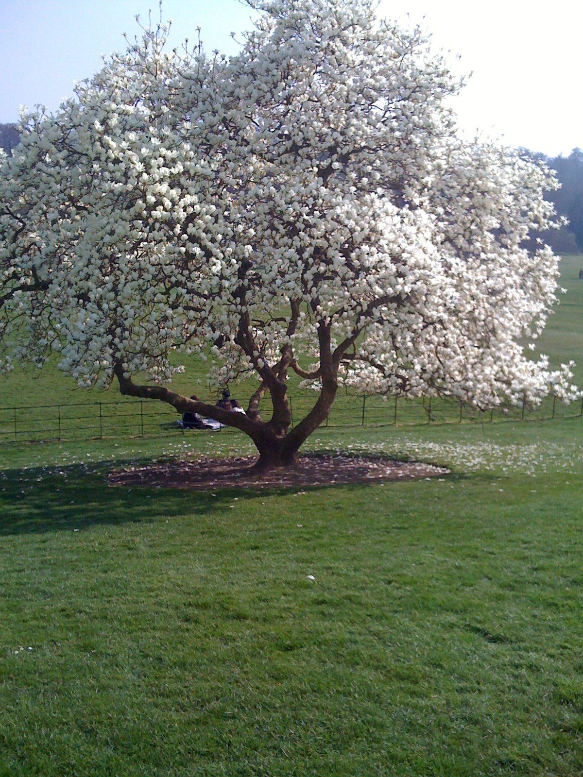 An explosion of blossoms signals spring in London.