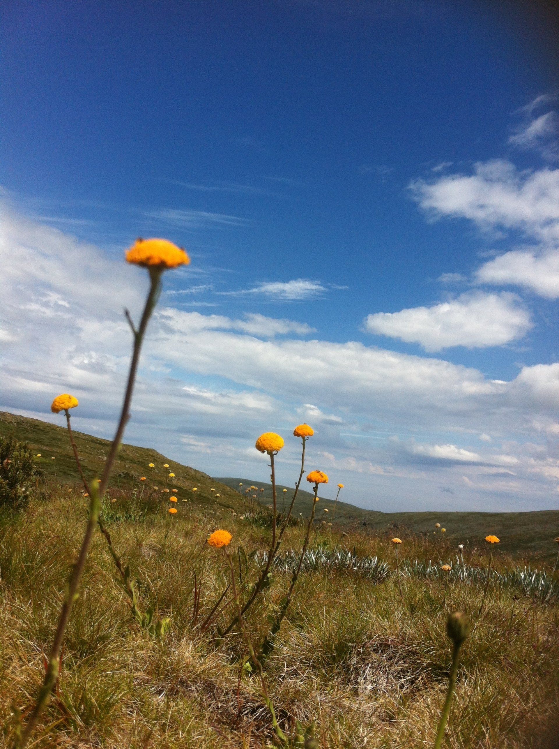 Alpine flowers against a high country sky.