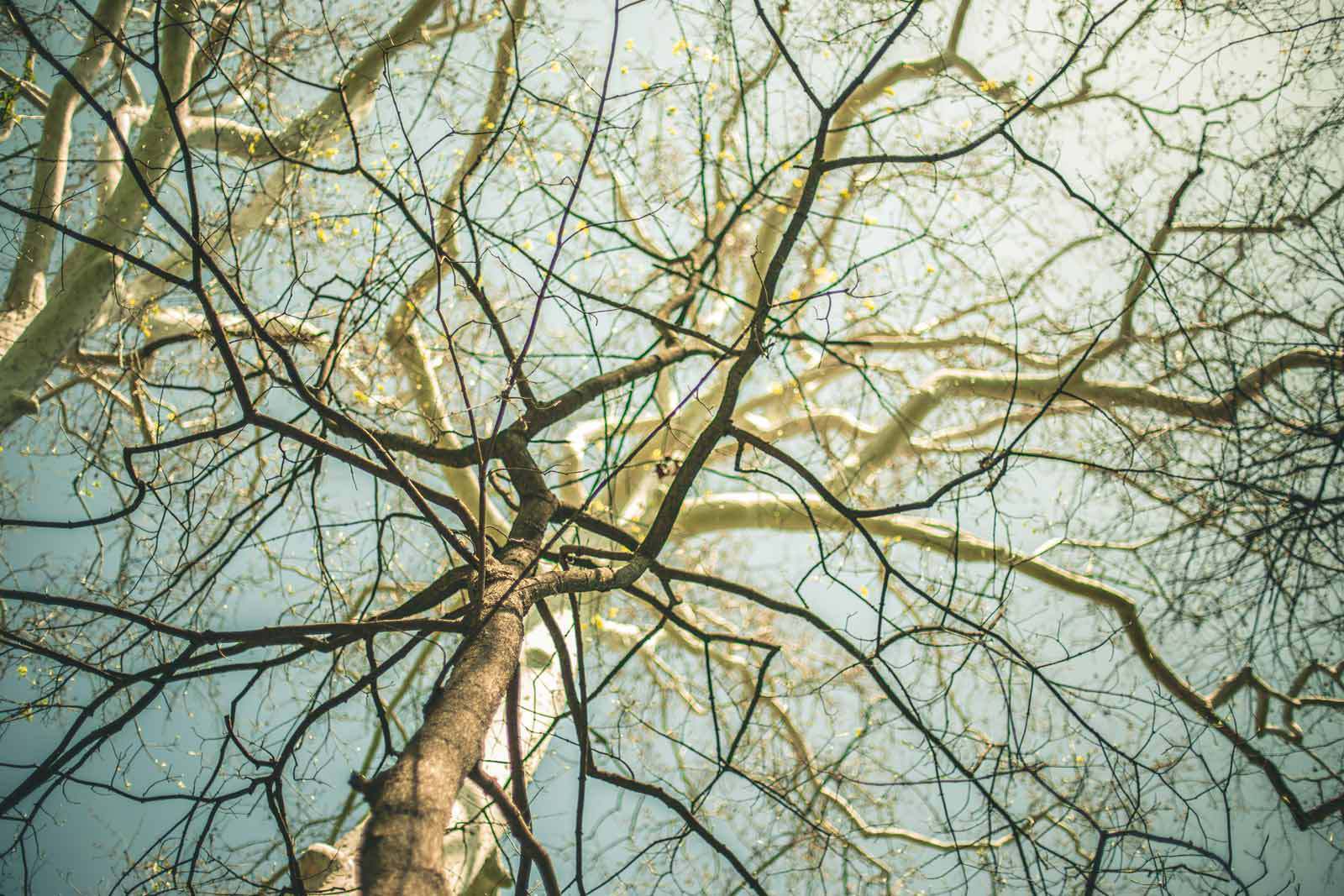 Our treetop canopy is as precious as the air we breath. Let's protect and nurture plants, pollinators and the planet. 