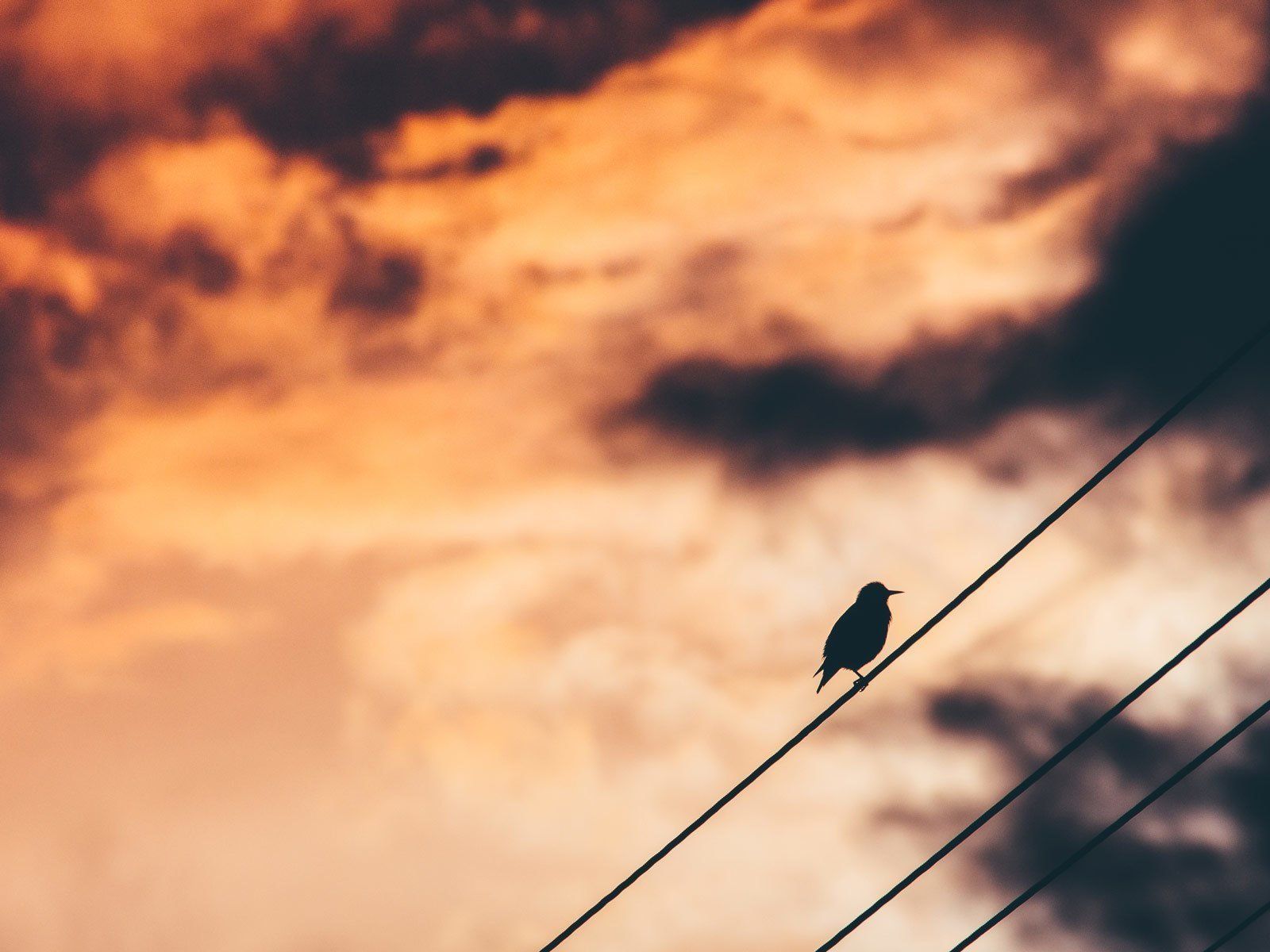 Bird's eye views... Our feathered friends tell us much about the atmosphere and remind us to change our perspective often.