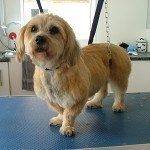 Muddy Paws Grooming Studio's dog grooming service example 1