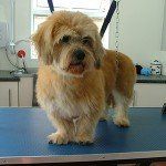 Muddy Paws Grooming Studio's dog grooming service example 2