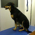 Muddy Paws Grooming Studio's dog grooming service example 3
