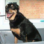 Muddy Paws Grooming Studio's dog grooming service example 4