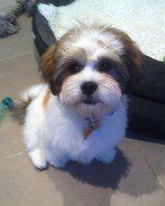 Muddy Paws Grooming Studio's dog grooming service example 5