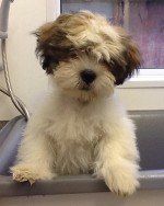 Muddy Paws Grooming Studio's dog grooming service example 6