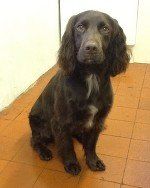 Muddy Paws Grooming Studio's dog grooming service example 7