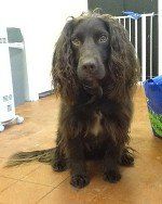Muddy Paws Grooming Studio's dog grooming service example 8