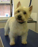 Muddy Paws Grooming Studio's dog grooming service example 9