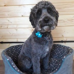 Quality grooming services for your dog