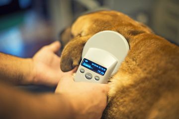 Microchipping